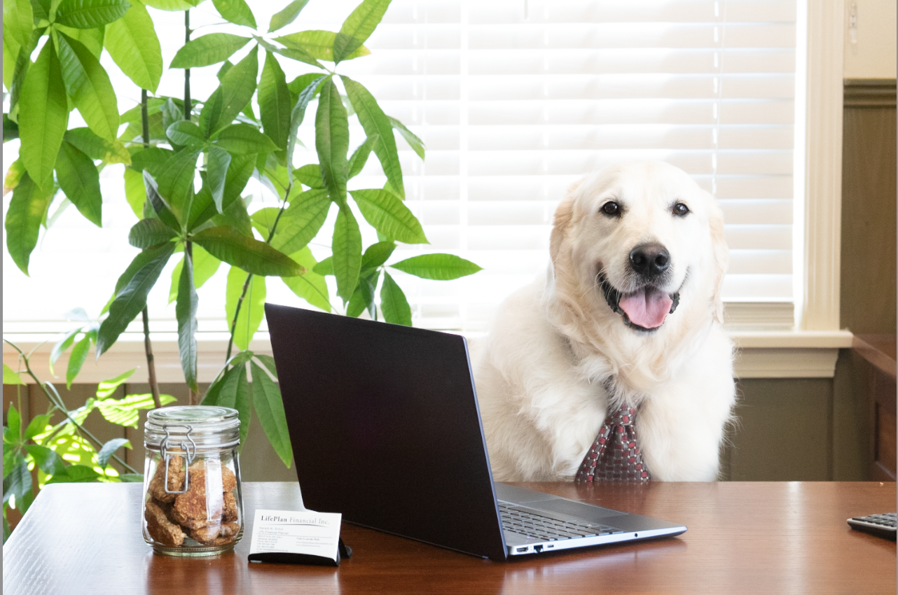 Golden retriever wearing a tie at a desk with a laptop